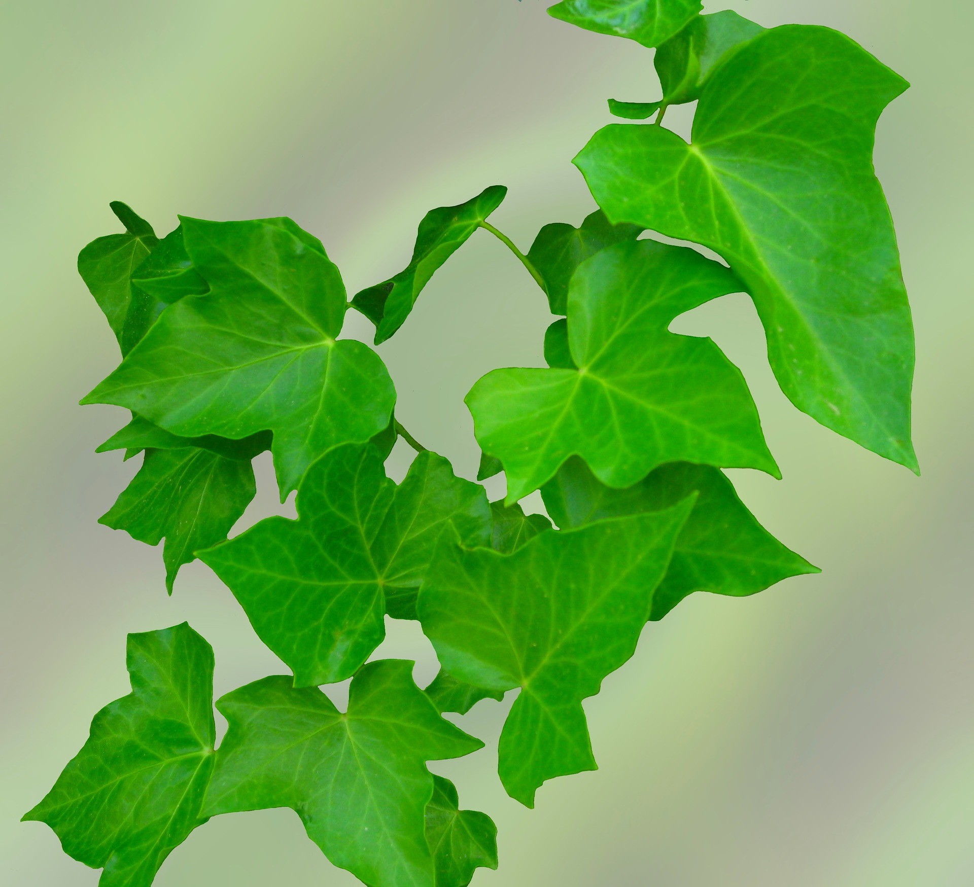 ivy-1406536_1920